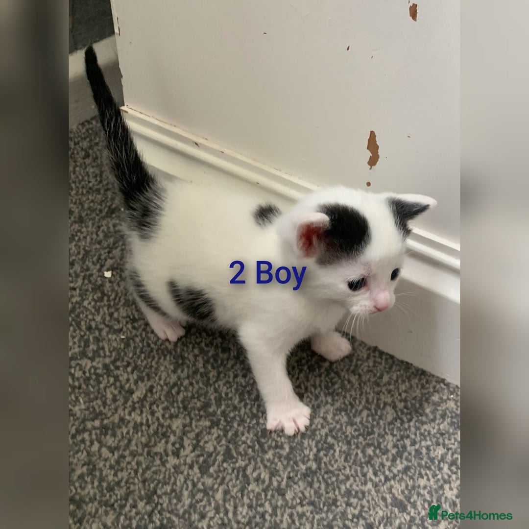 Mixed Breed cats for sale: 5 Adorable Kittens (Ready To Leave 11th October) - Image 4