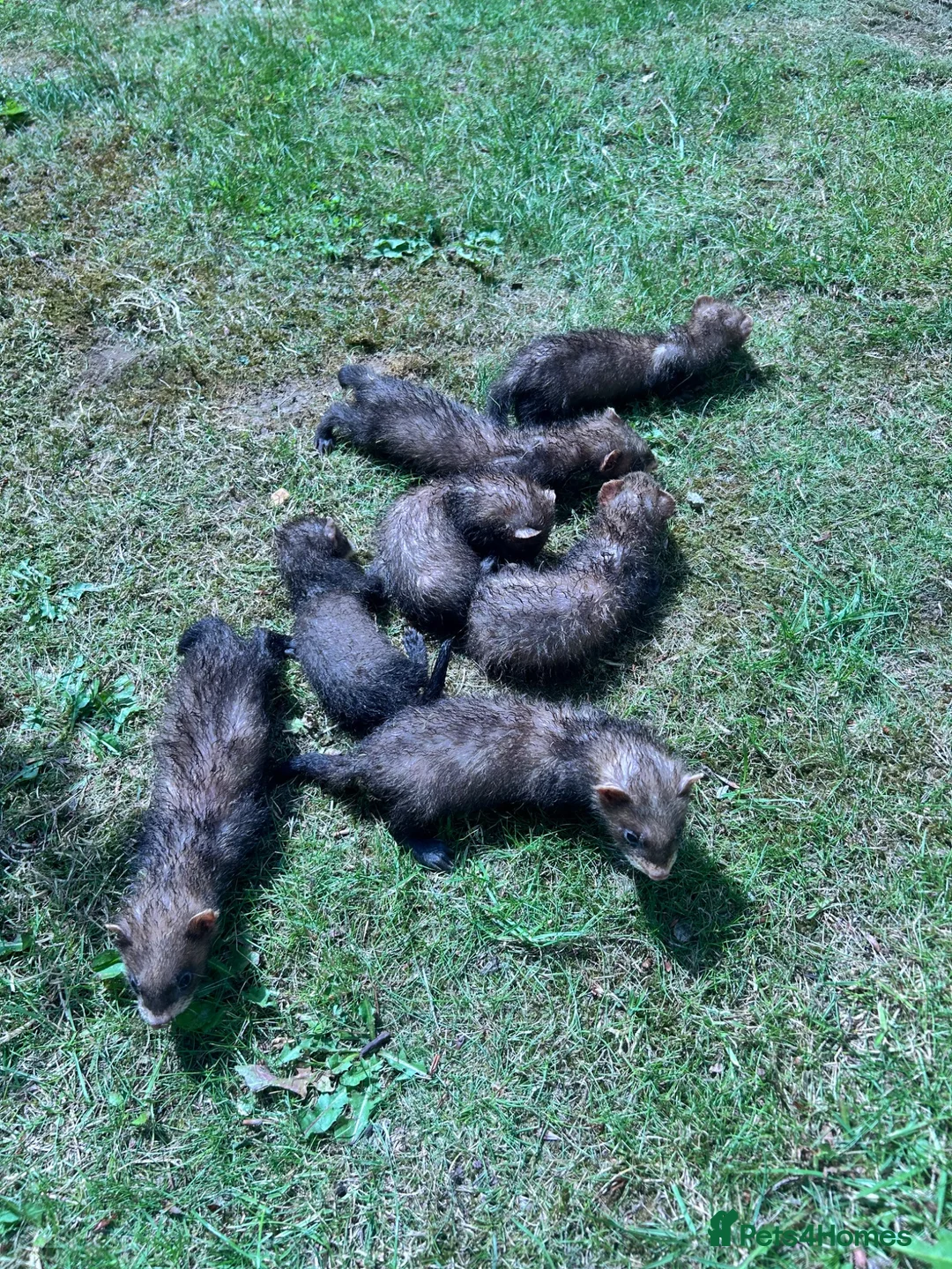 Ferret rodents for sale: Baby Ferret - Advert 2
