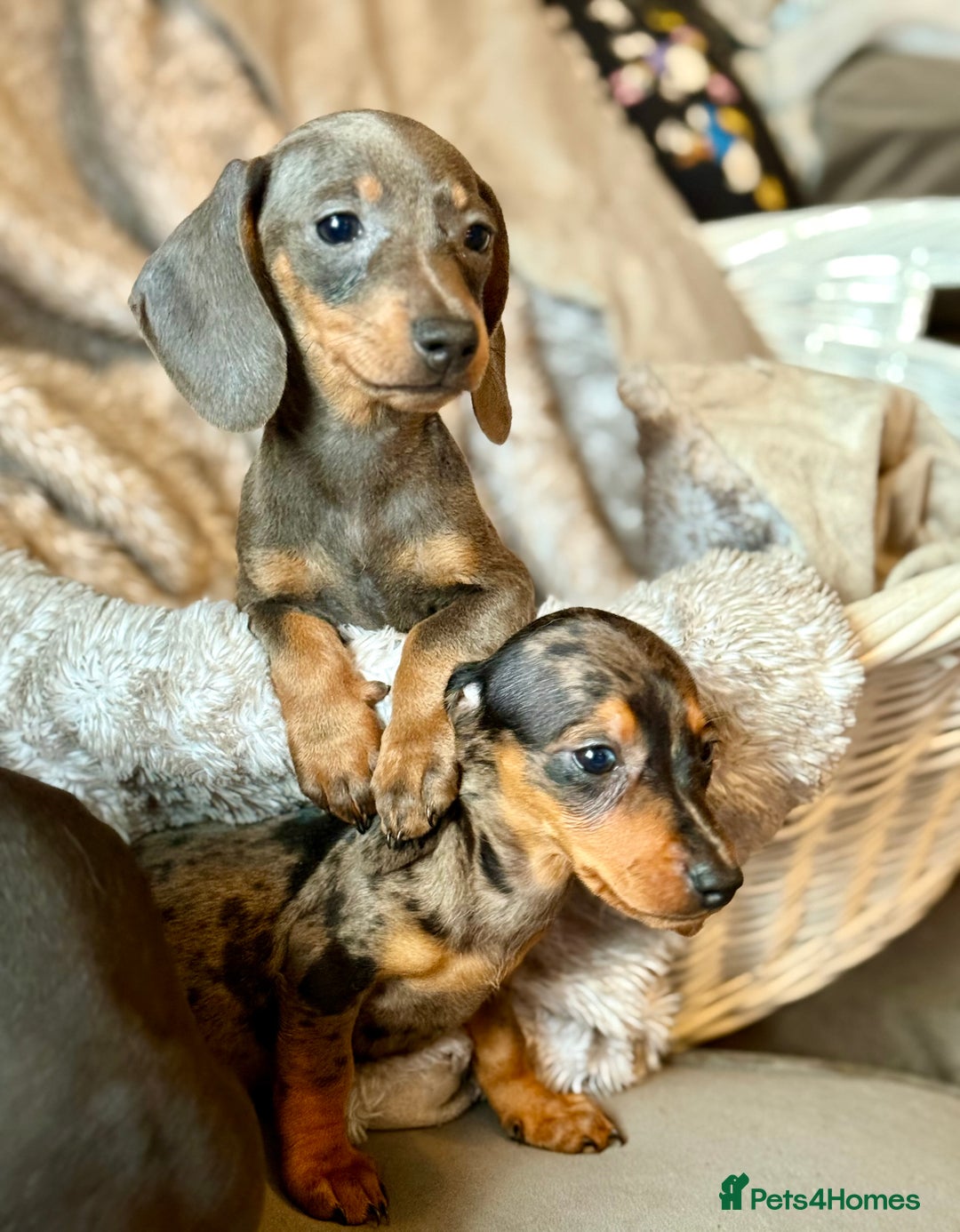 Miniature Dachshund dogs for sale: Miniature Dachshund puppies  - Image 3