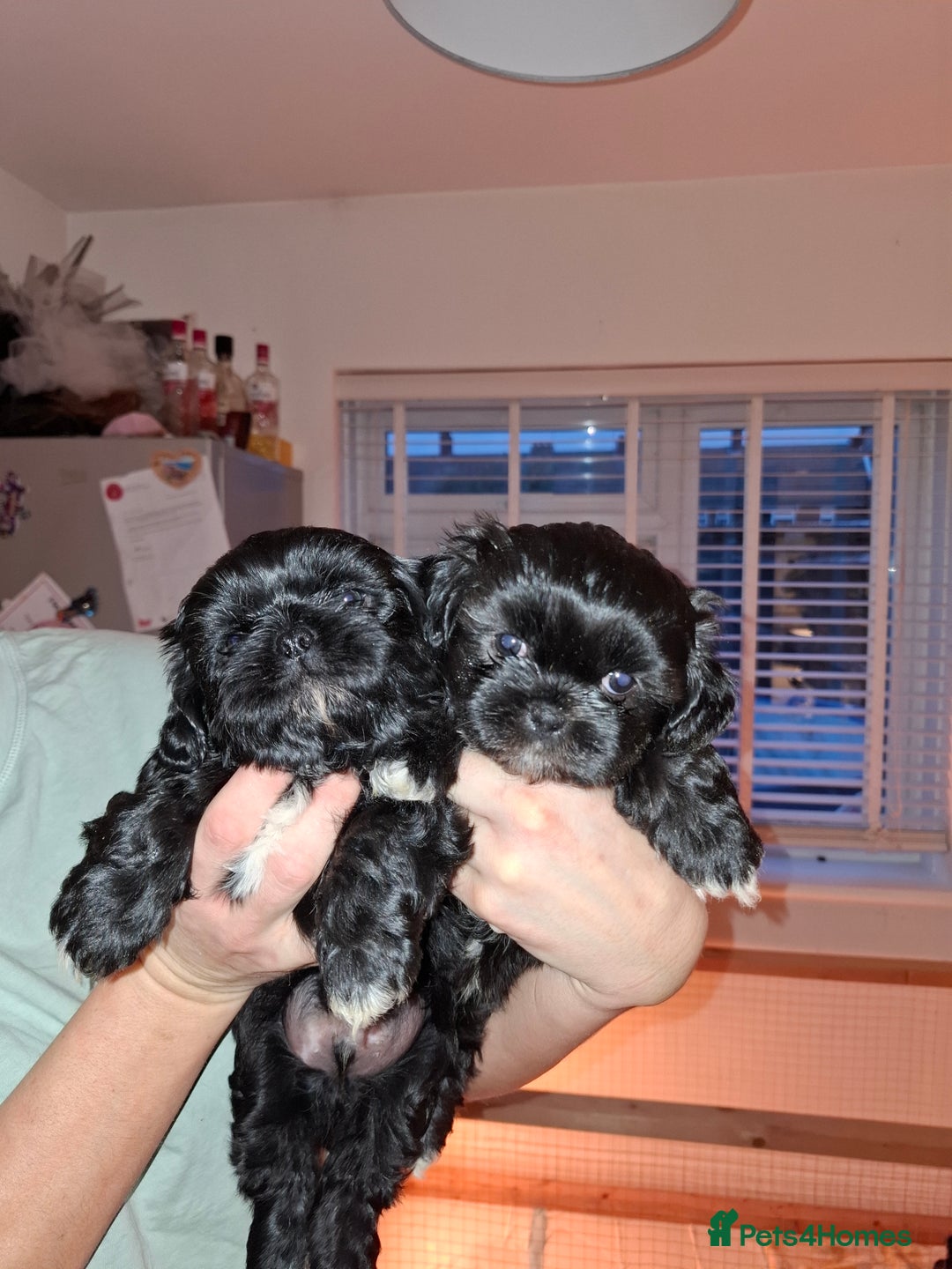 Shih Tzu dogs for sale: Shih tzu pups - Advert 14
