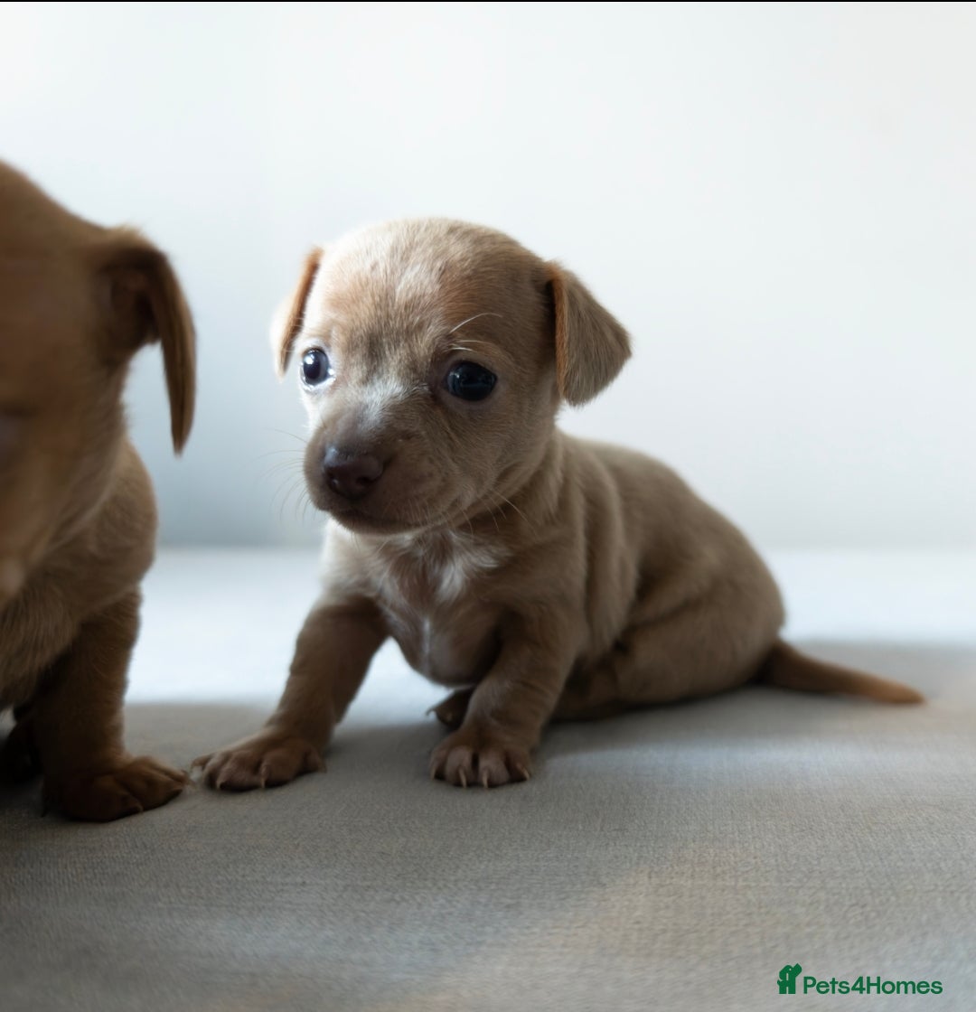 Chiweenie dogs for sale: Stunning Micro Chiweenie Litter - Smallest in UK - Advert 15