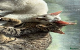 American Shorthair cats for sale: Three kittens 💖 - Advert 6