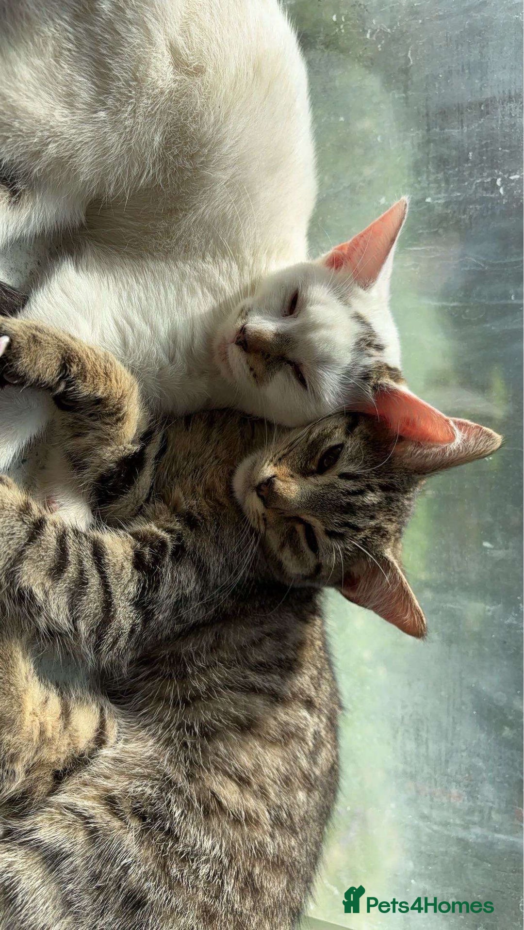 American Shorthair cats for sale: Three kittens 💖 - Advert 6