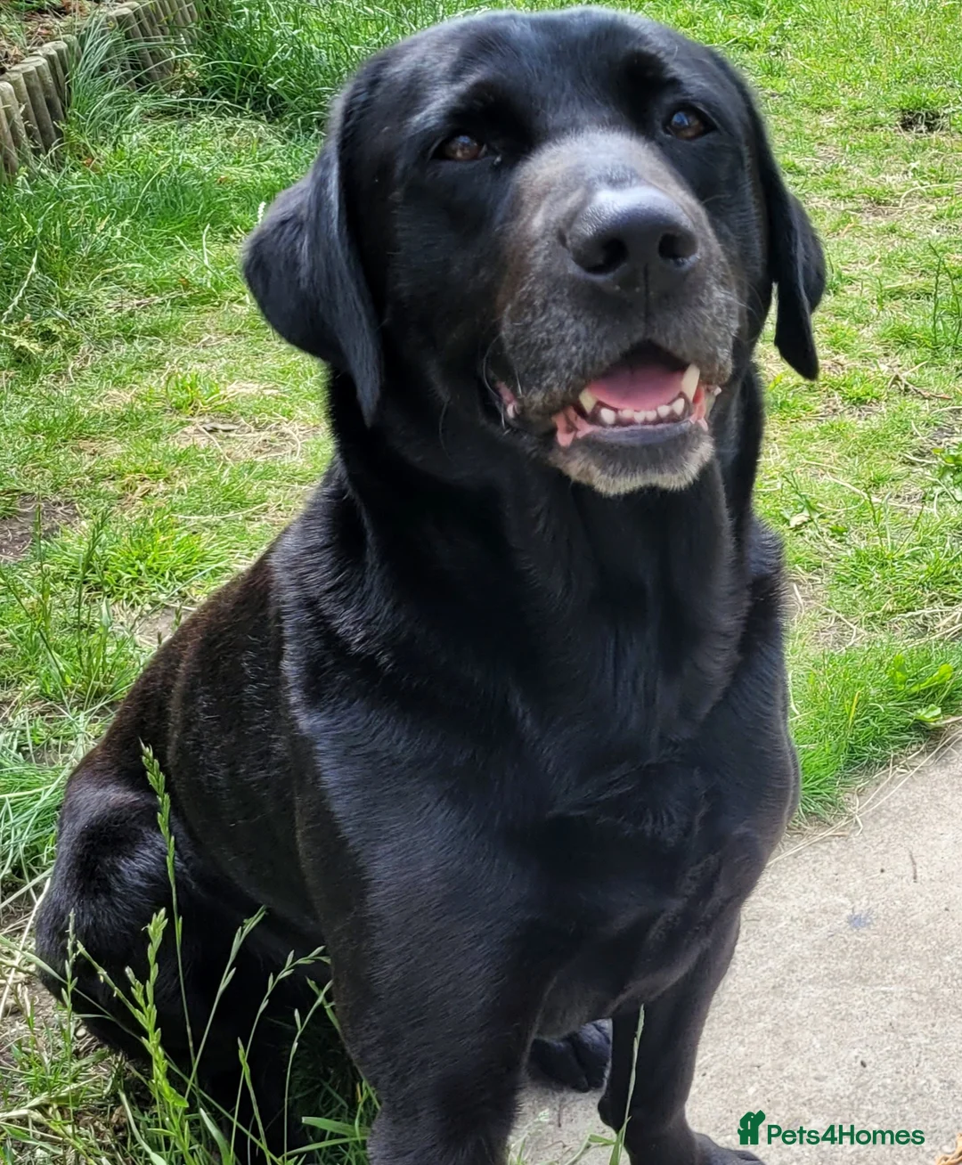 Labrador Retriever dogs for stud: Stunning black labrador to stud in Morecambe - Advert 7