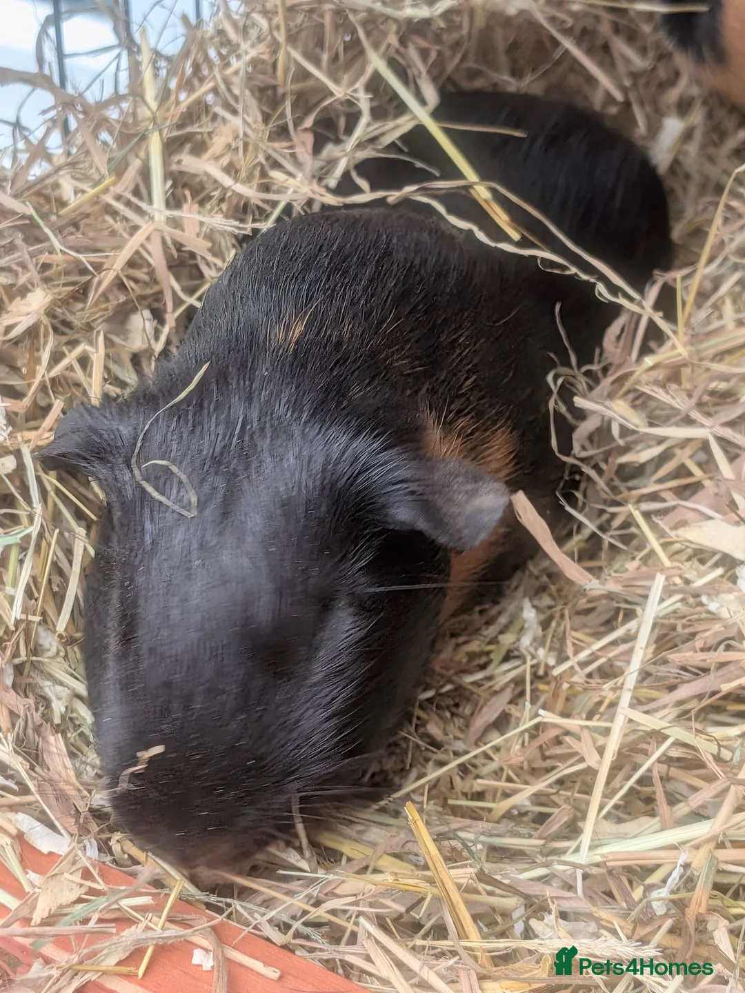 Guinea Pig rodents for sale: Only a pair of  bonded boys left  - Advert 4