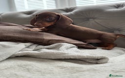 Miniature Dachshund dogs for sale: ONE TINY CHOC/TAN smooth haired male dachshund - Image 32