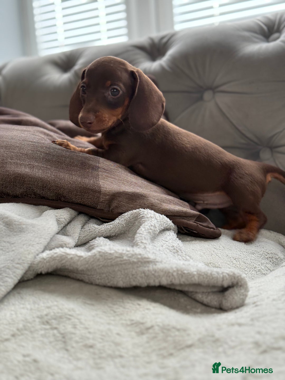 Miniature Dachshund dogs for sale: ONE TINY CHOC/TAN smooth haired male dachshund - Image 32