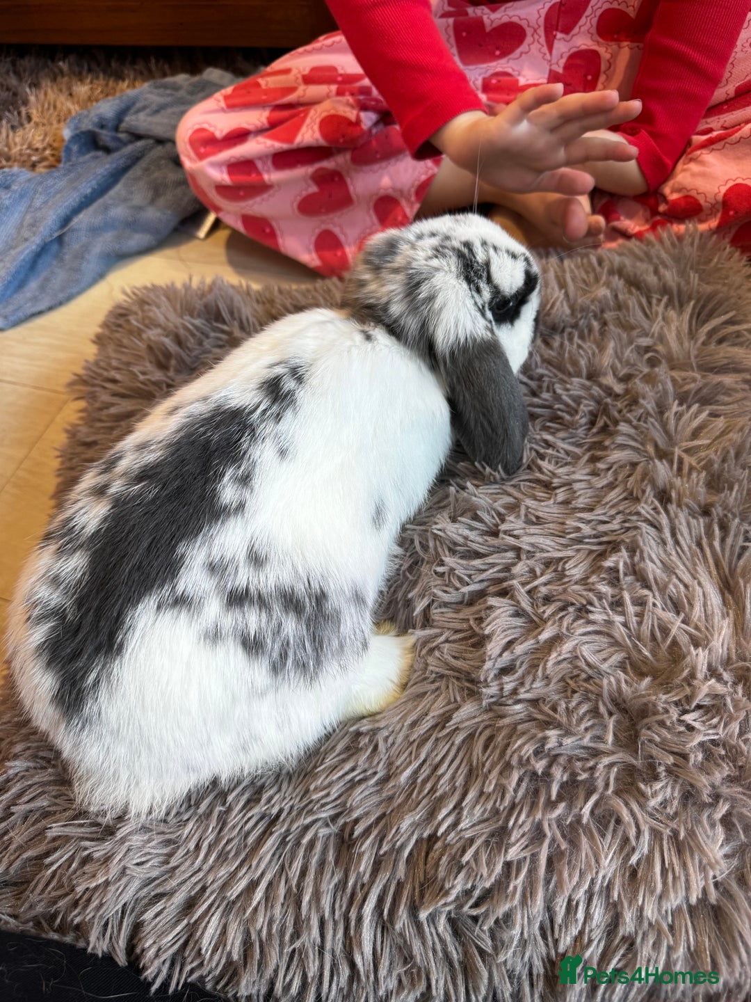 Mini Lop rabbits for sale: Mini Lop bunnies for sale  - Advert 21