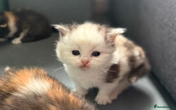 Persian cats for sale: Perfect little 3/4 Persian kittens 🐱  - Advert 5