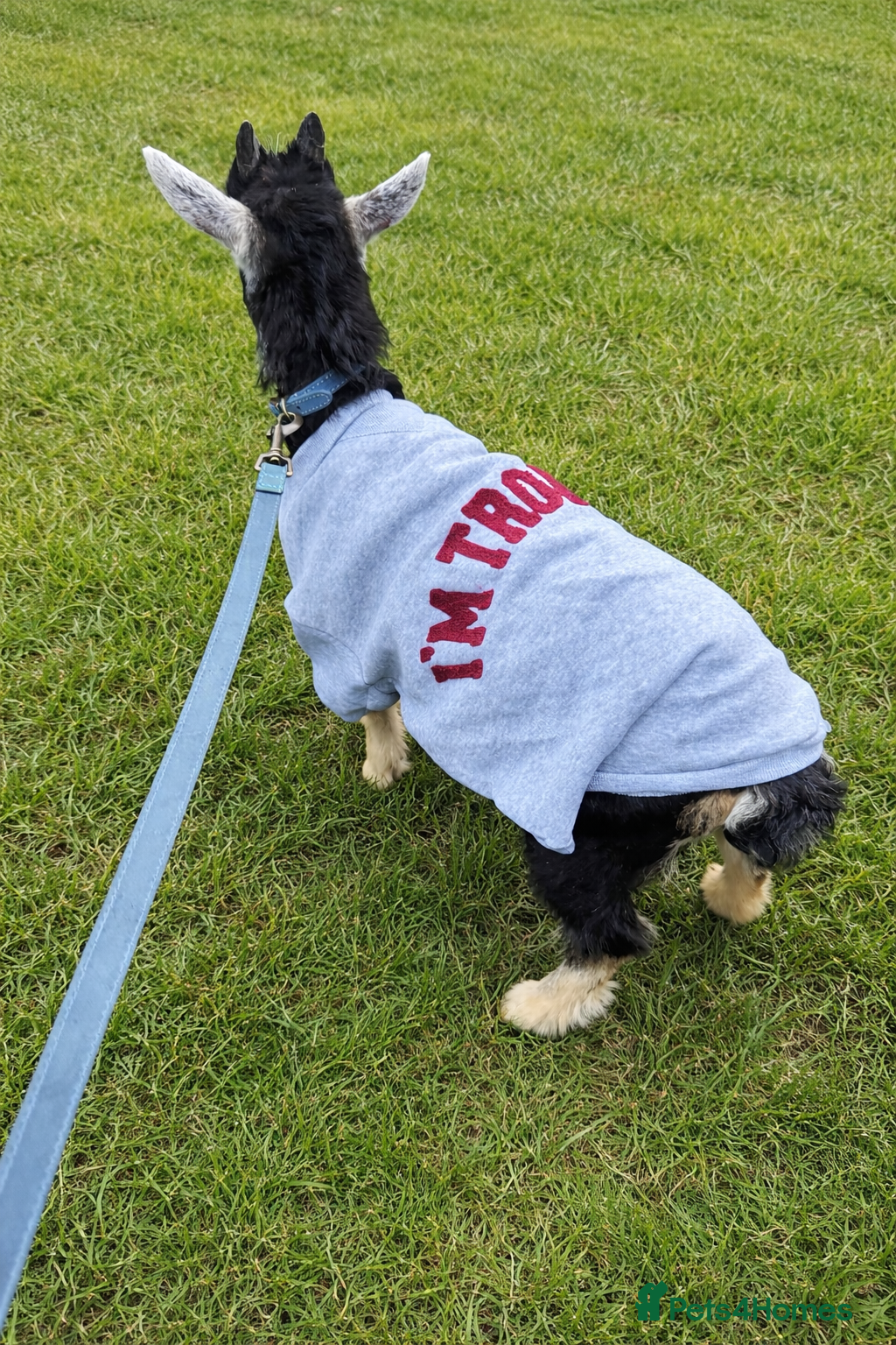 Goats livestock Baby Pygmy Goat  - Advert 16