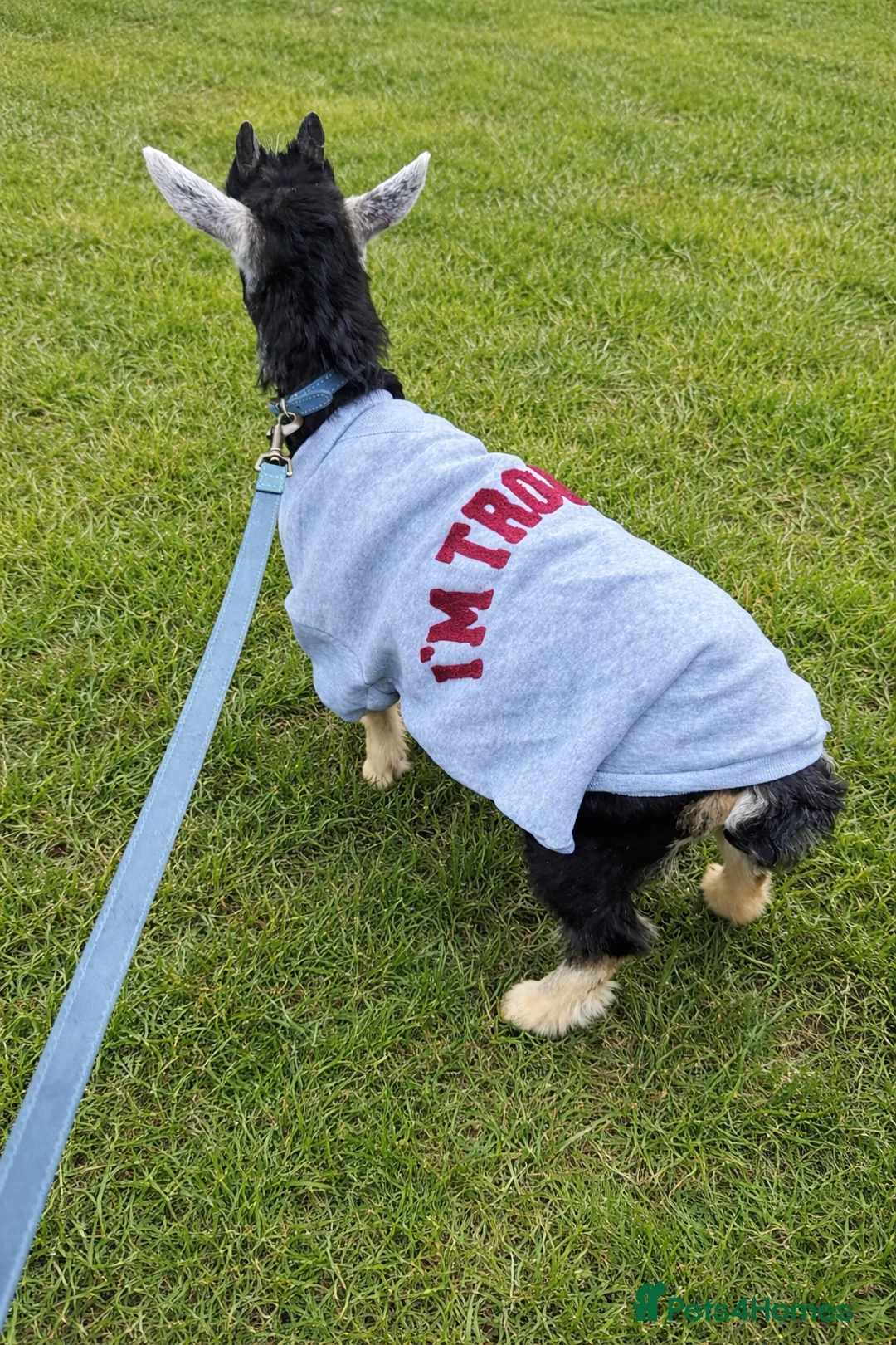 Goats livestock for sale: Baby Pygmy Goat  - Advert 1