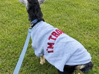 Goats livestock Baby Pygmy Goat - Advert 16