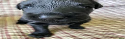Russian Black Terrier dogs for sale: Russian Black Terrier Pups for Sale - Advert 8