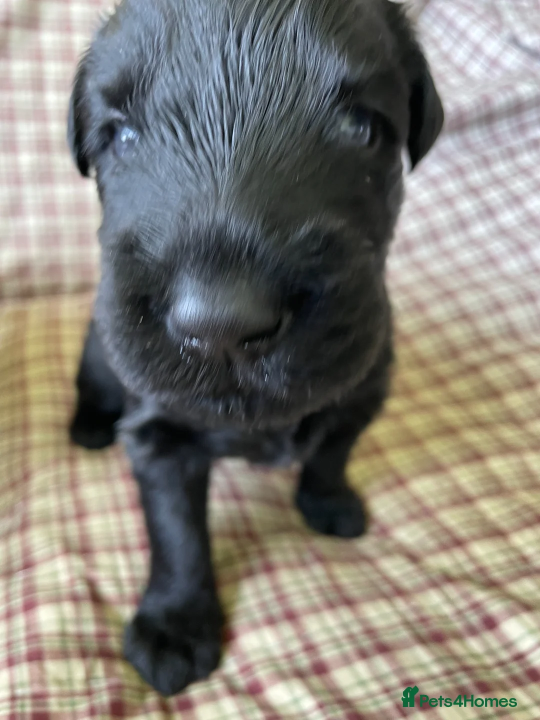 Russian Black Terrier dogs for sale: Russian Black Terrier Pups for Sale - Advert 8
