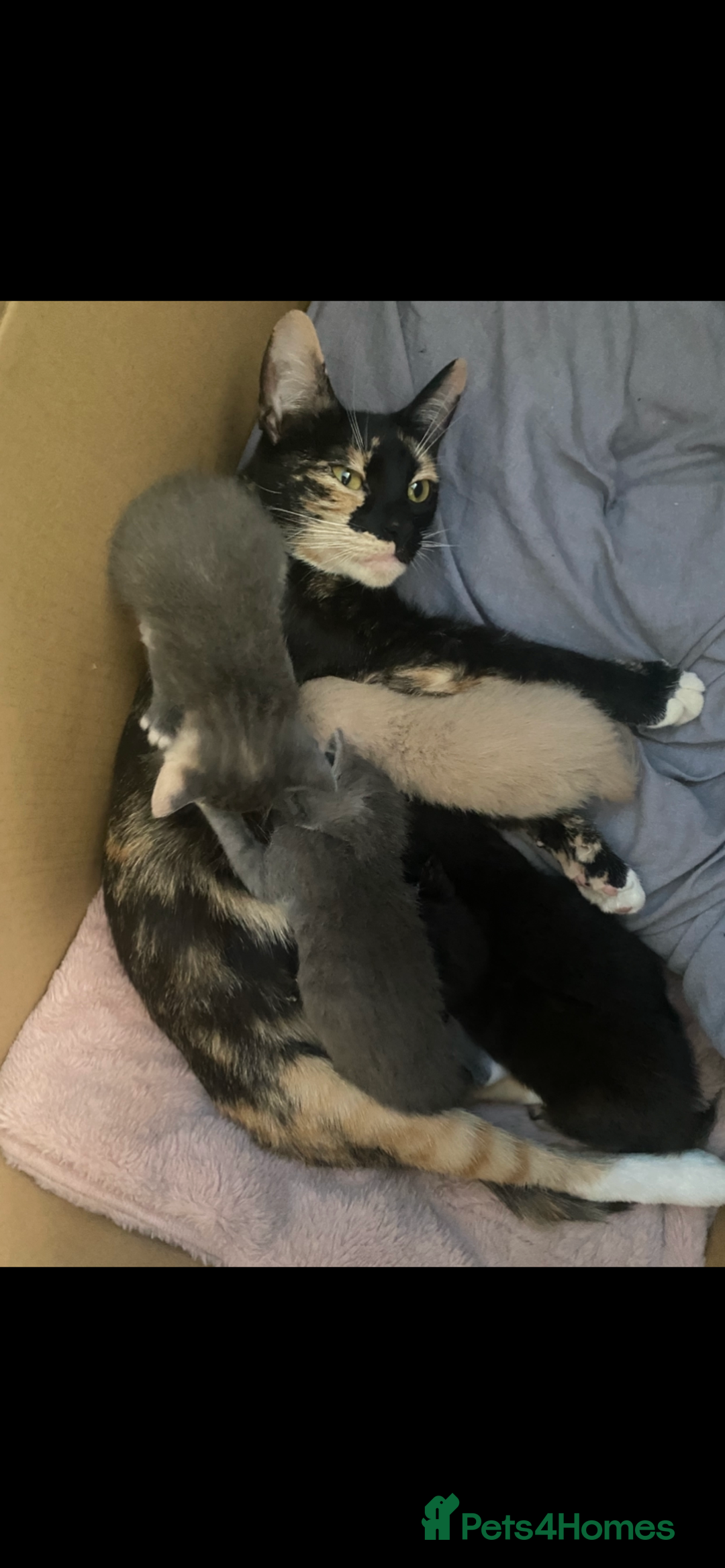 Mixed Breed cats for sale: Last kitten available 💙💙💙 - Image 10