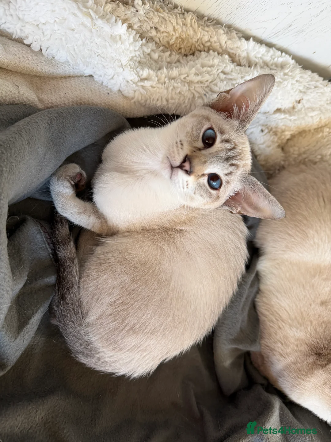 Siamese cats for sale: Siamese kitten  - Advert 4