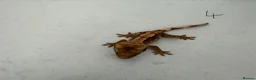 Gecko reptiles for sale:  Lilly white Crested gecko babies - Advert 13