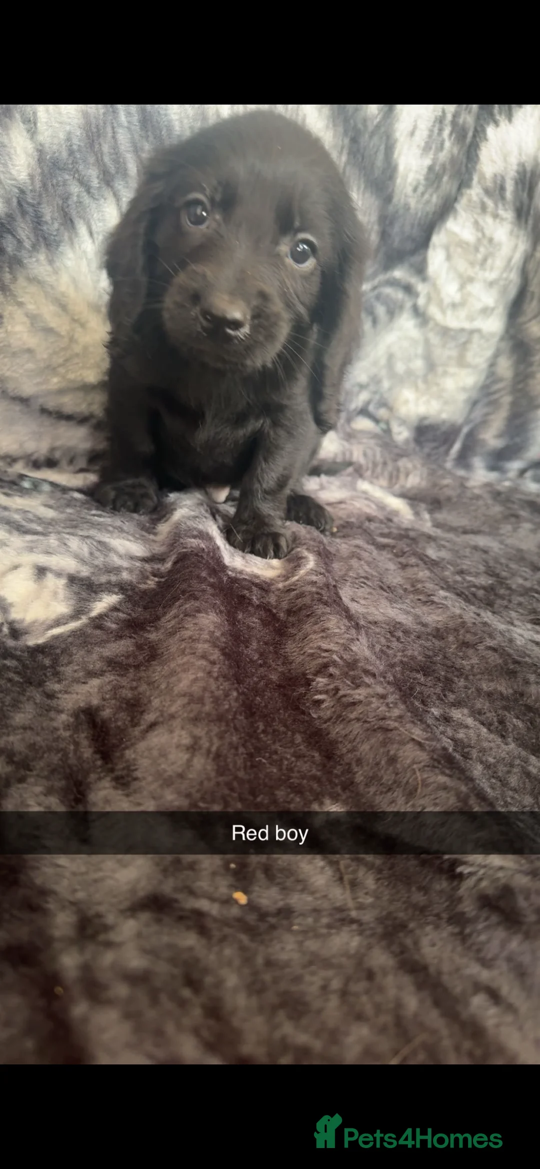 Cocker Spaniel dogs for sale: 5 adorable cocker spaniels - Advert 6