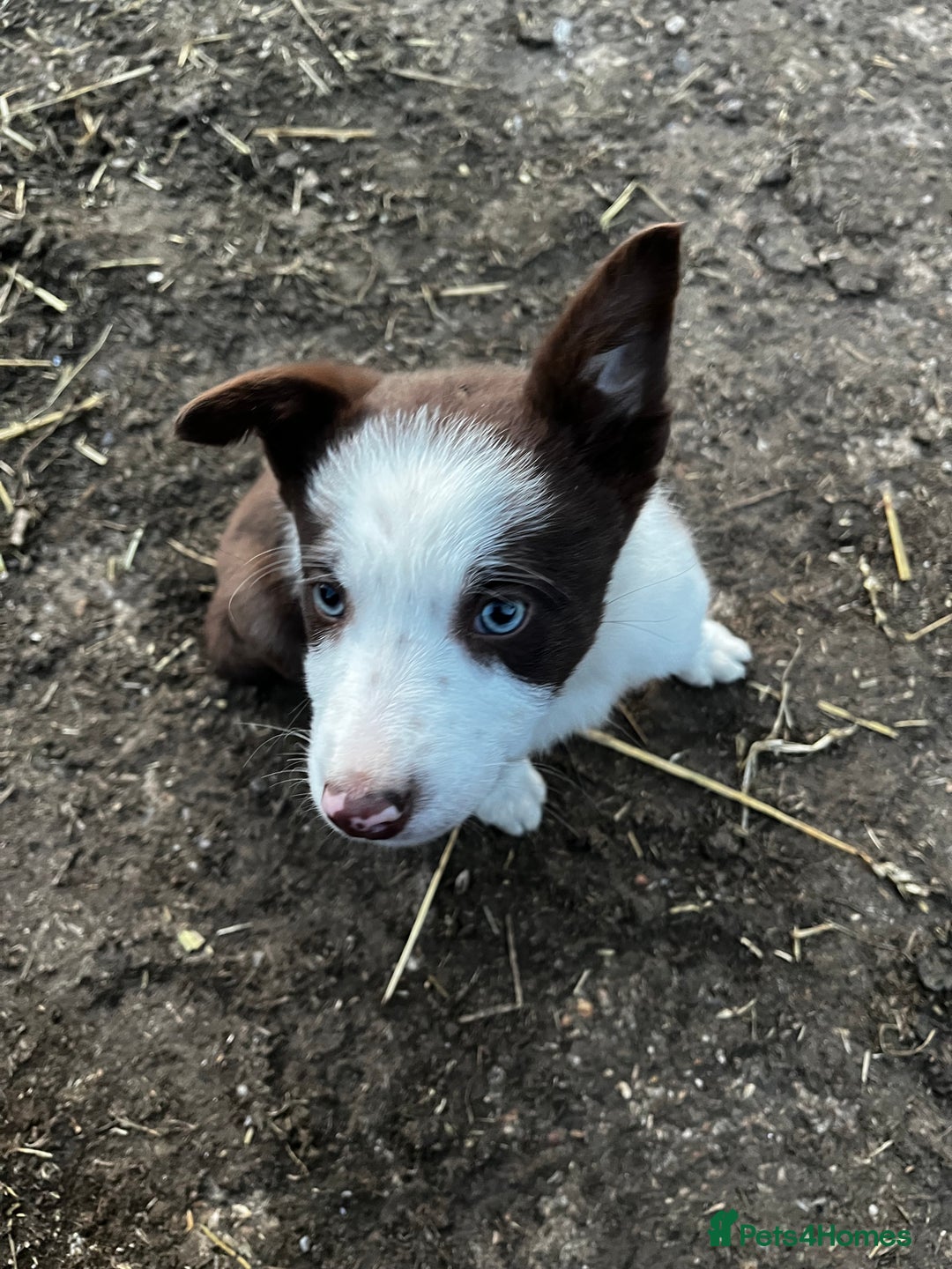 Border Collie dogs for sale: 2 beautiful border collie bitches  - Image 7