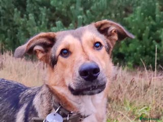 German Shepherd dogs SHAYLA – German Shepherd (Female) - Advert 10