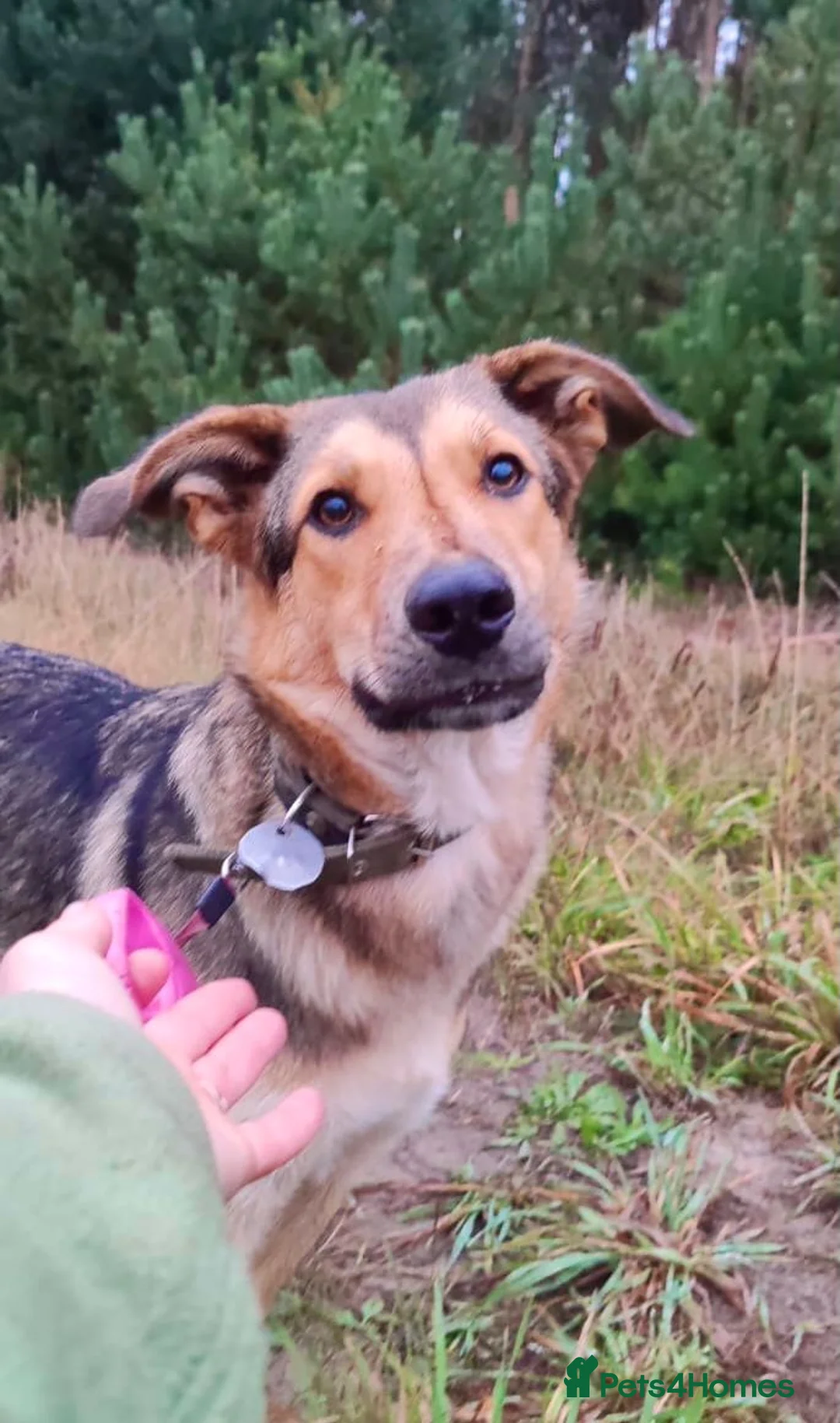 German Shepherd dogs for adoption: SHAYLA – German Shepherd (Female) - Advert 1