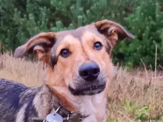 German Shepherd dogs SHAYLA – German Shepherd (Female) - Advert 9