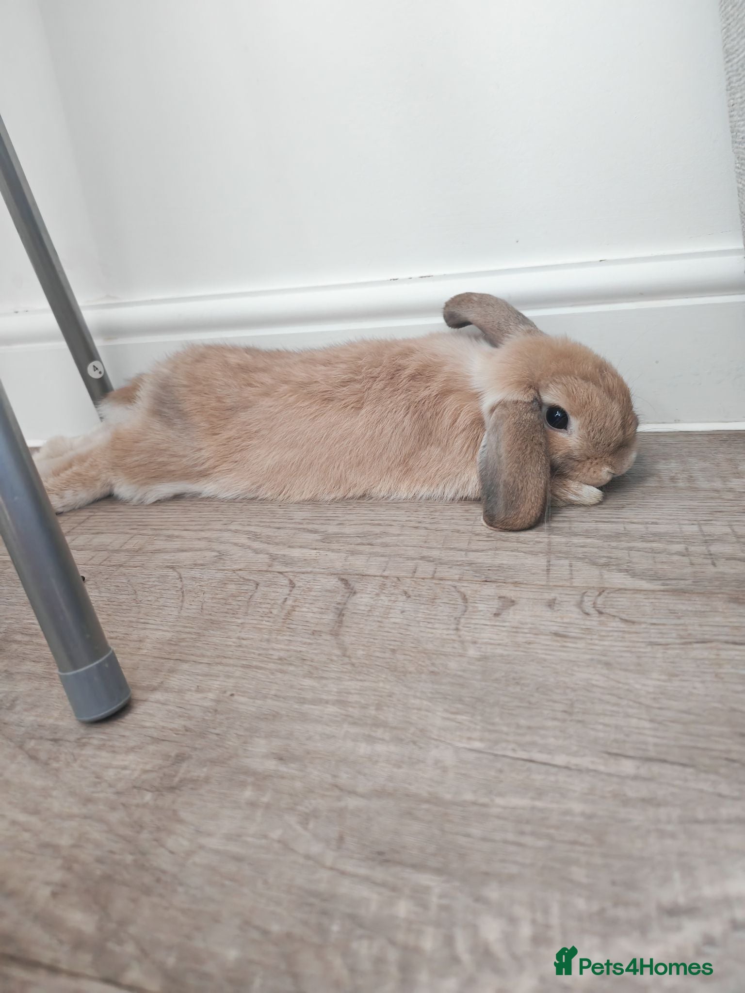 Mini Lop rabbits Two beautiful Mini Lops - Advert 1