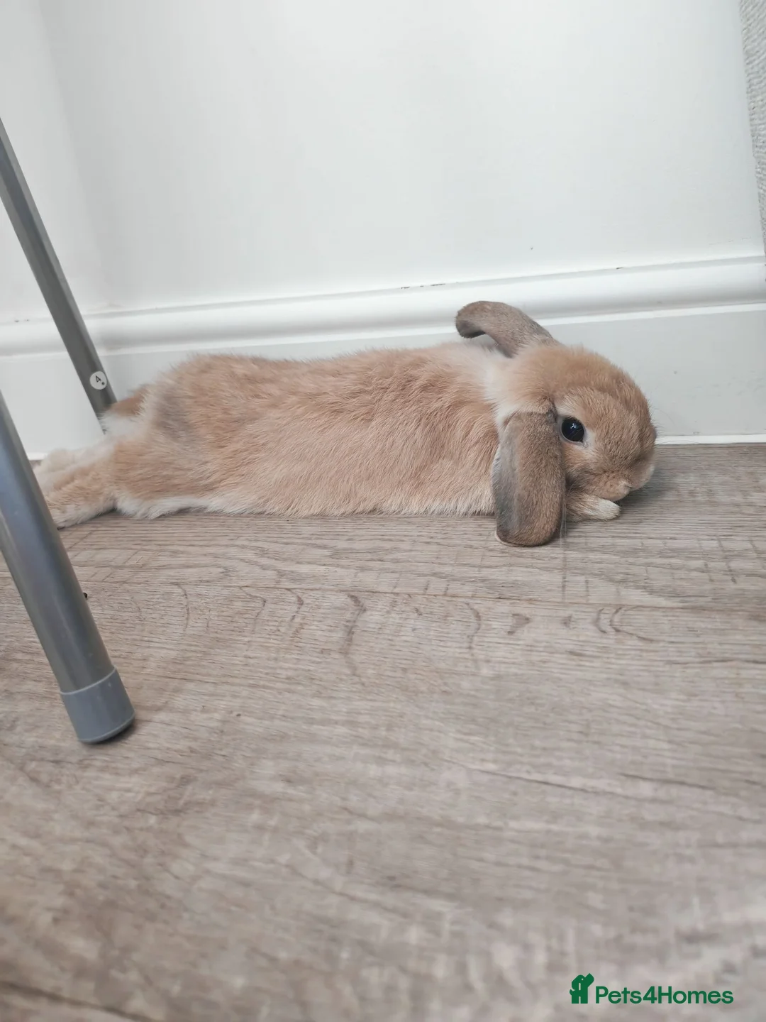 Mini Lop rabbits for sale: Two beautiful Mini Lops in Newport - Advert 1
