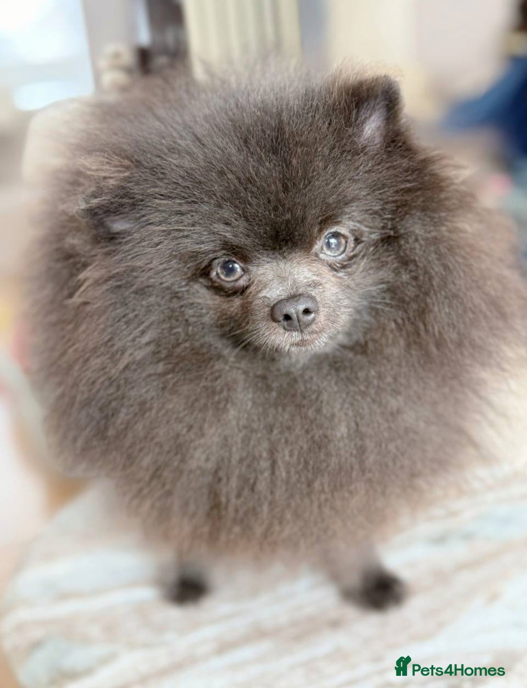 Pomeranian dogs for stud: Outstanding blue teddy bear type 🧸 - Advert 2