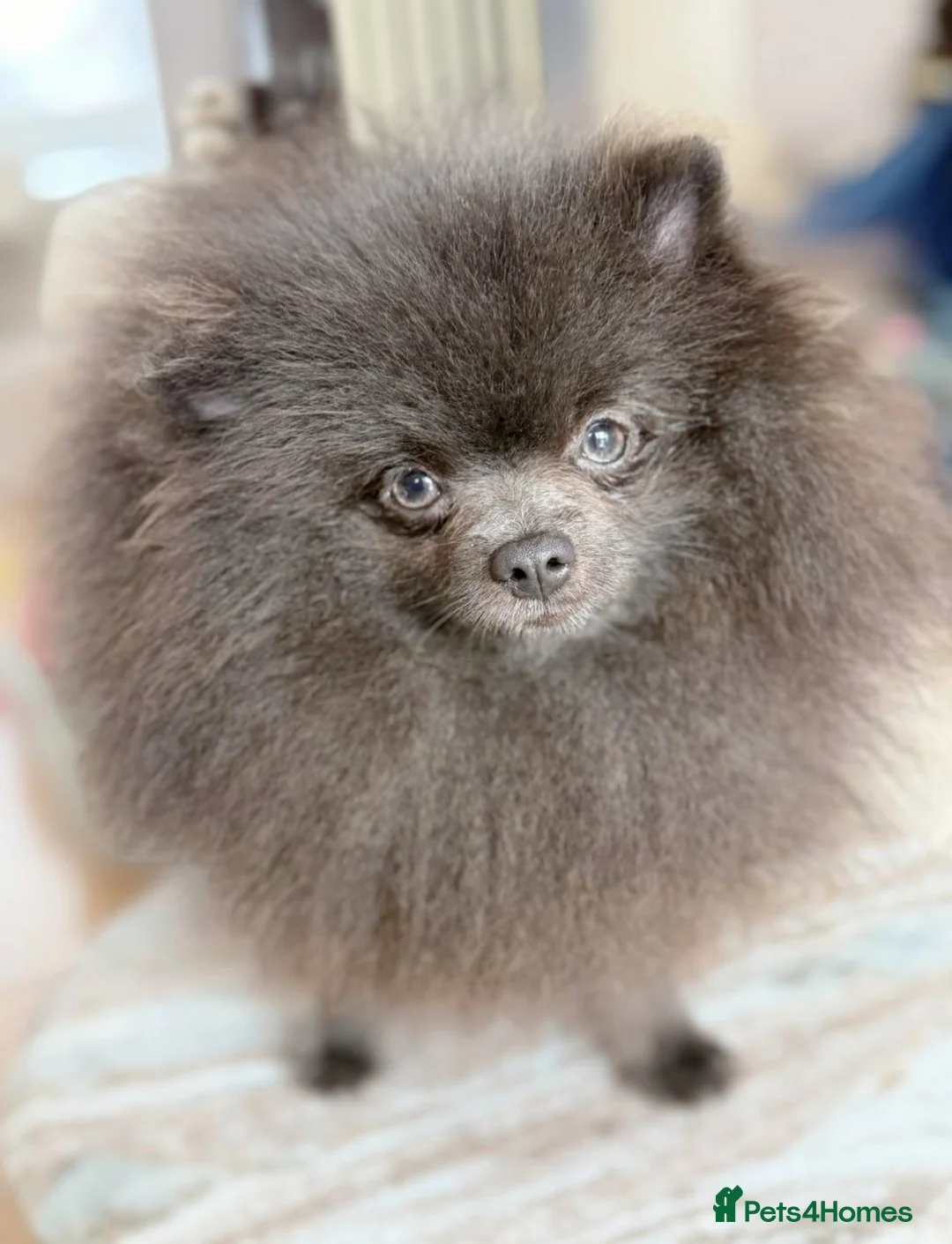 Pomeranian dogs for stud: Outstanding rare blue teddy 🧸💎 - Advert 4