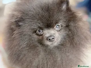 Pomeranian dogs Outstanding rare blue teddy 🧸💎 - Advert 19