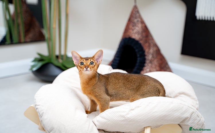 Abyssinian cats - Advert 3