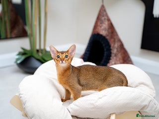Abyssinian cats One of the Kind Abyssinian Girl-Champions Pedigree - Advert 3