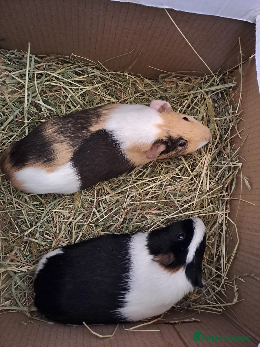 Guinea Pig rodents for sale: Gorgeous guinea pigs for new forever homes  - Advert 2