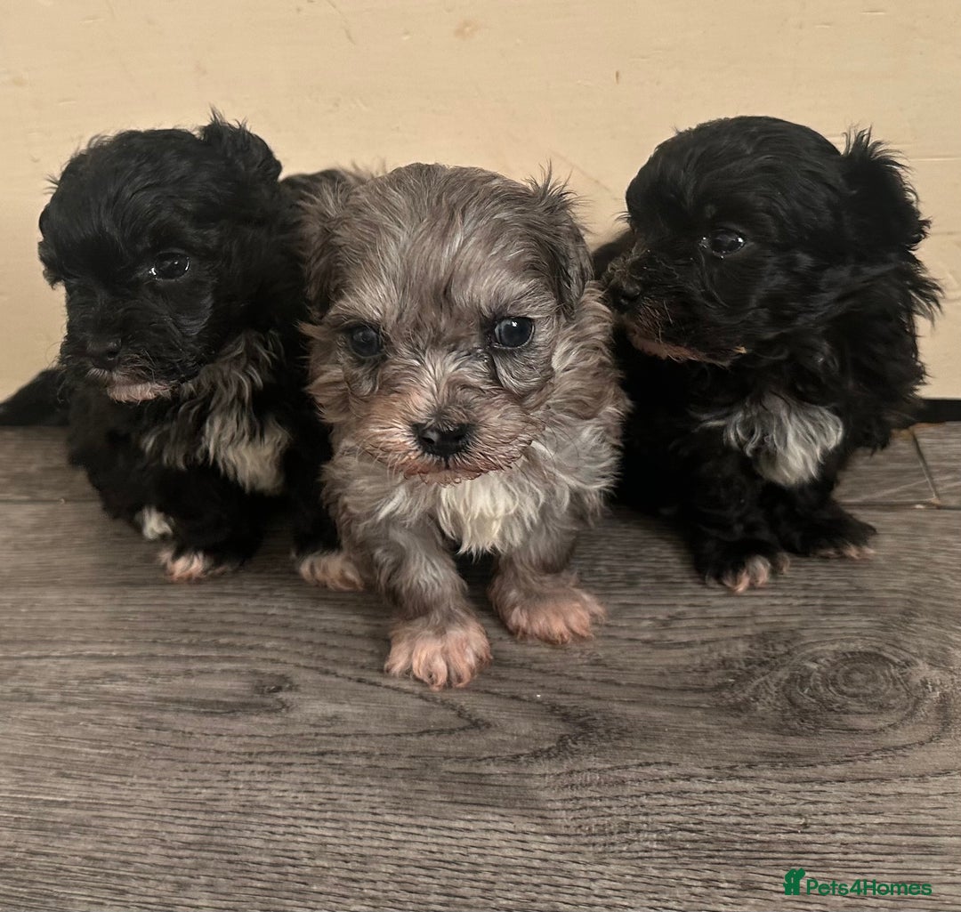 Maltipoo dogs for sale: F1 Toy Maltipoos - Advert 29