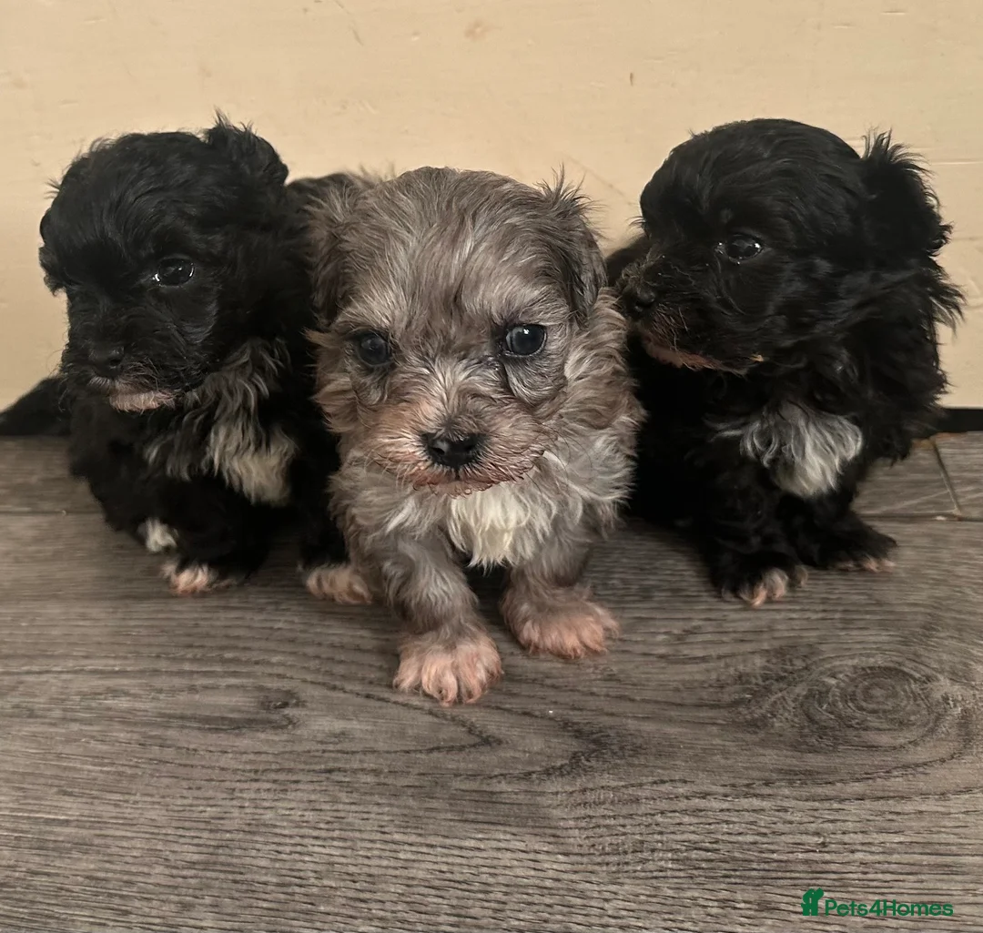 Maltipoo dogs for sale: F1 Toy Maltipoos - Advert 31