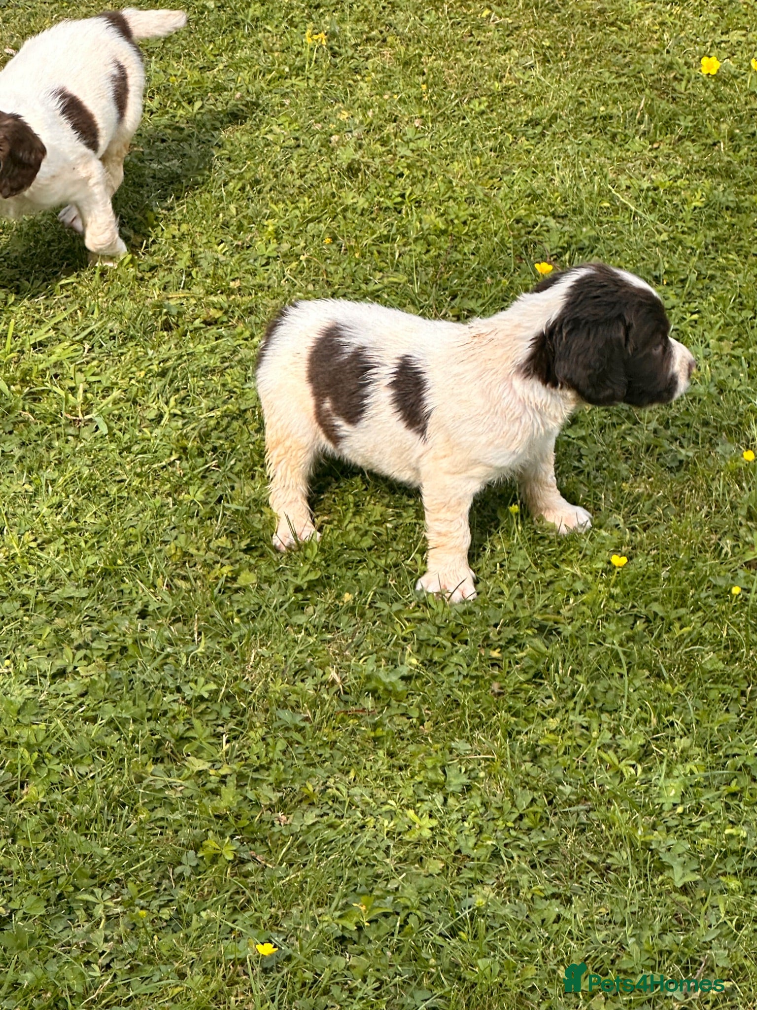 English Springer Spaniel dogs KC ESS springer spaniels - Advert 6