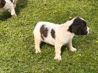 English Springer Spaniel dogs KC ESS springer spaniels - Advert 6