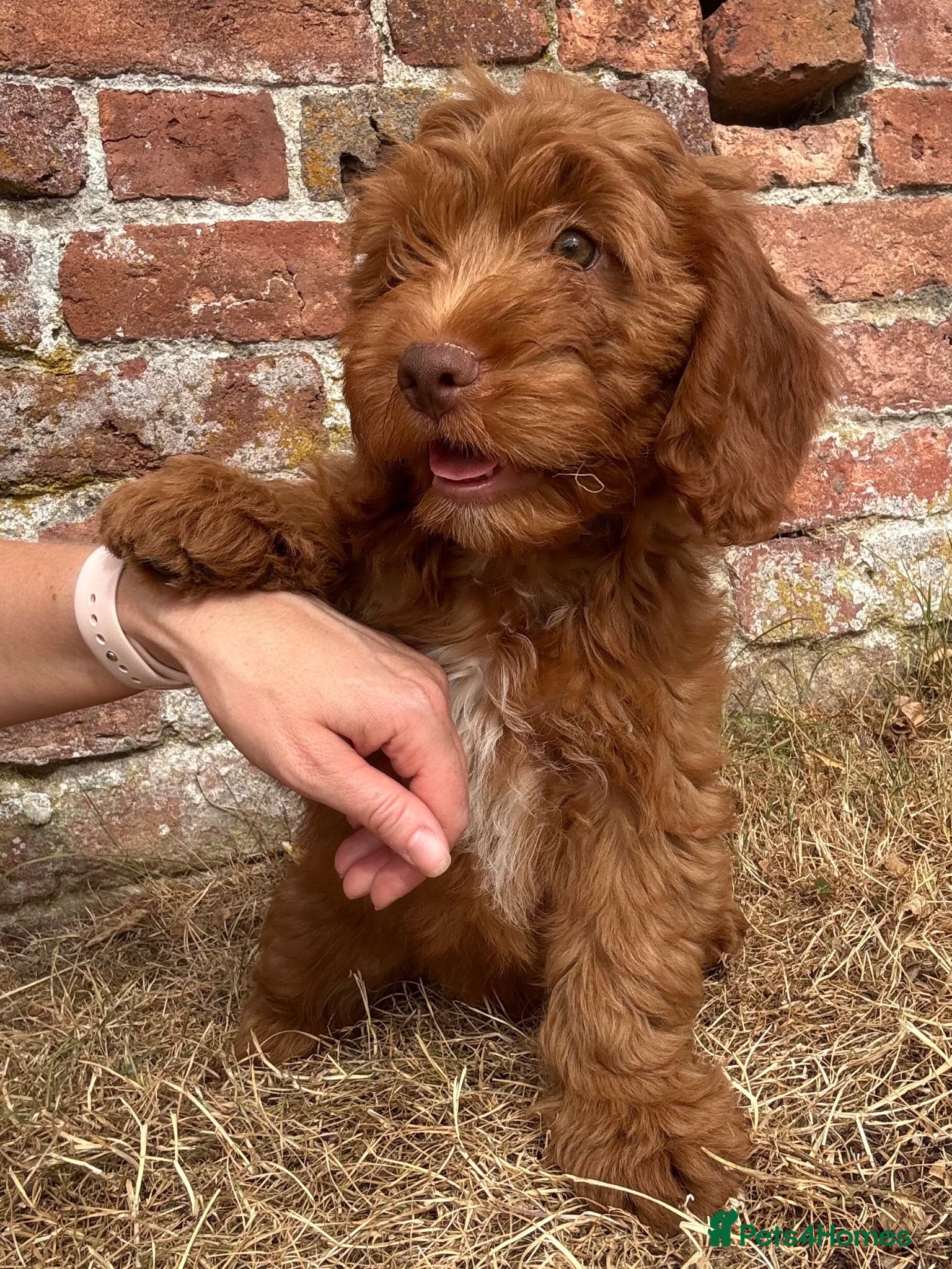Cockapoo dogs F1 Cockapoo Boy KC Parents DNA Health Tested Dad  - Advert 7