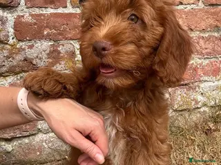 Cockapoo dogs F1 Cockapoo Boy KC Parents DNA Health Tested Dad - Advert 6