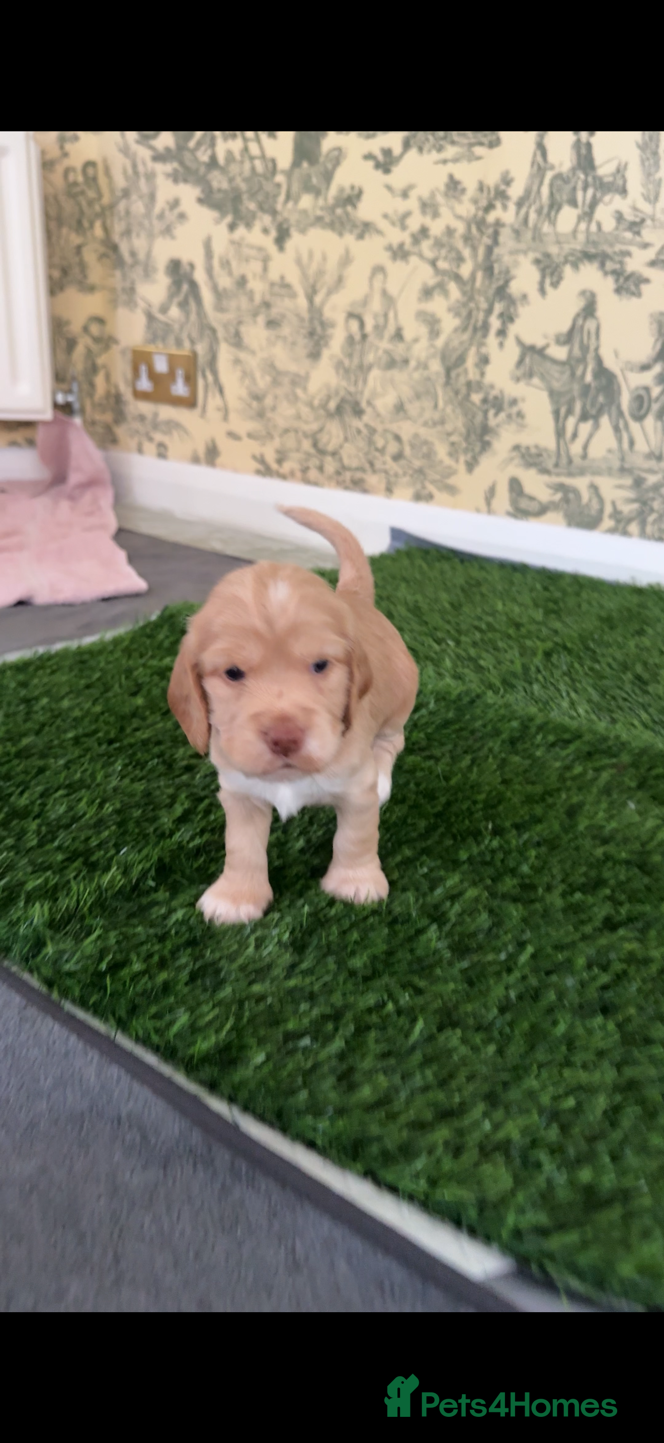 Cocker Spaniel dogs Beautiful Show Cocker Spaniel Pups  - Advert 2