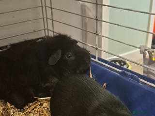 Guinea Pig rodents 2x guniea pigs for sale - Advert 3