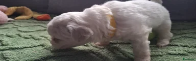 Bichon Frise 4