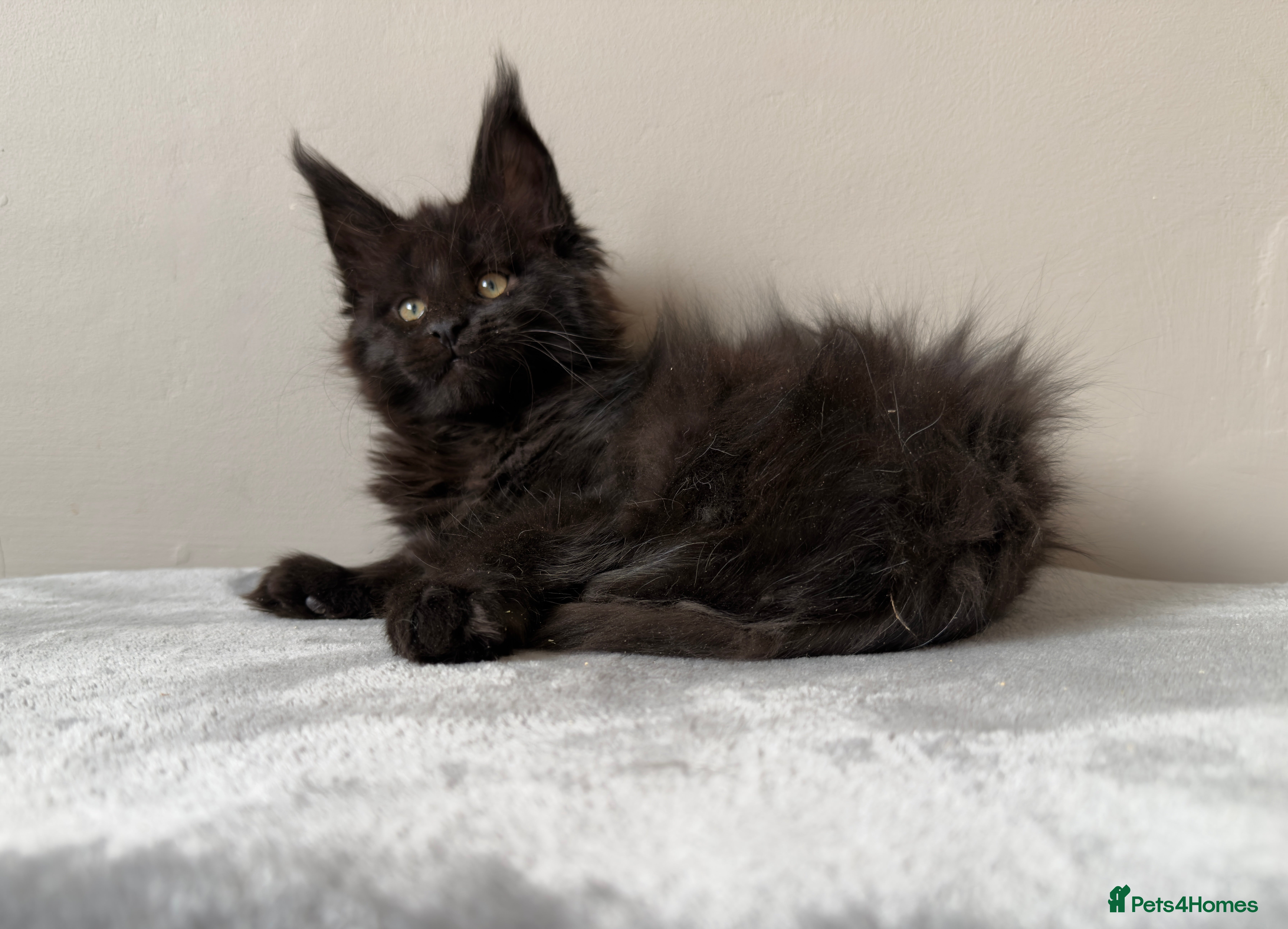 Maine Coon cats ⭐️ Outstanding TICA Maine Coons ⭐️ - Russian Lines in Halifax - Advert 1