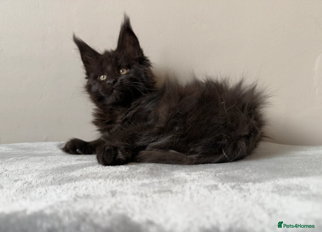 Maine Coon cats for sale: ⭐️ Outstanding TICA Maine Coons ⭐️ - Russian Lines in Halifax - Advert 1