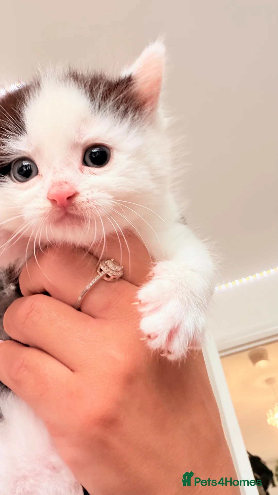Mixed Breed cats for sale: Stunning black and white male kitten - Advert 2
