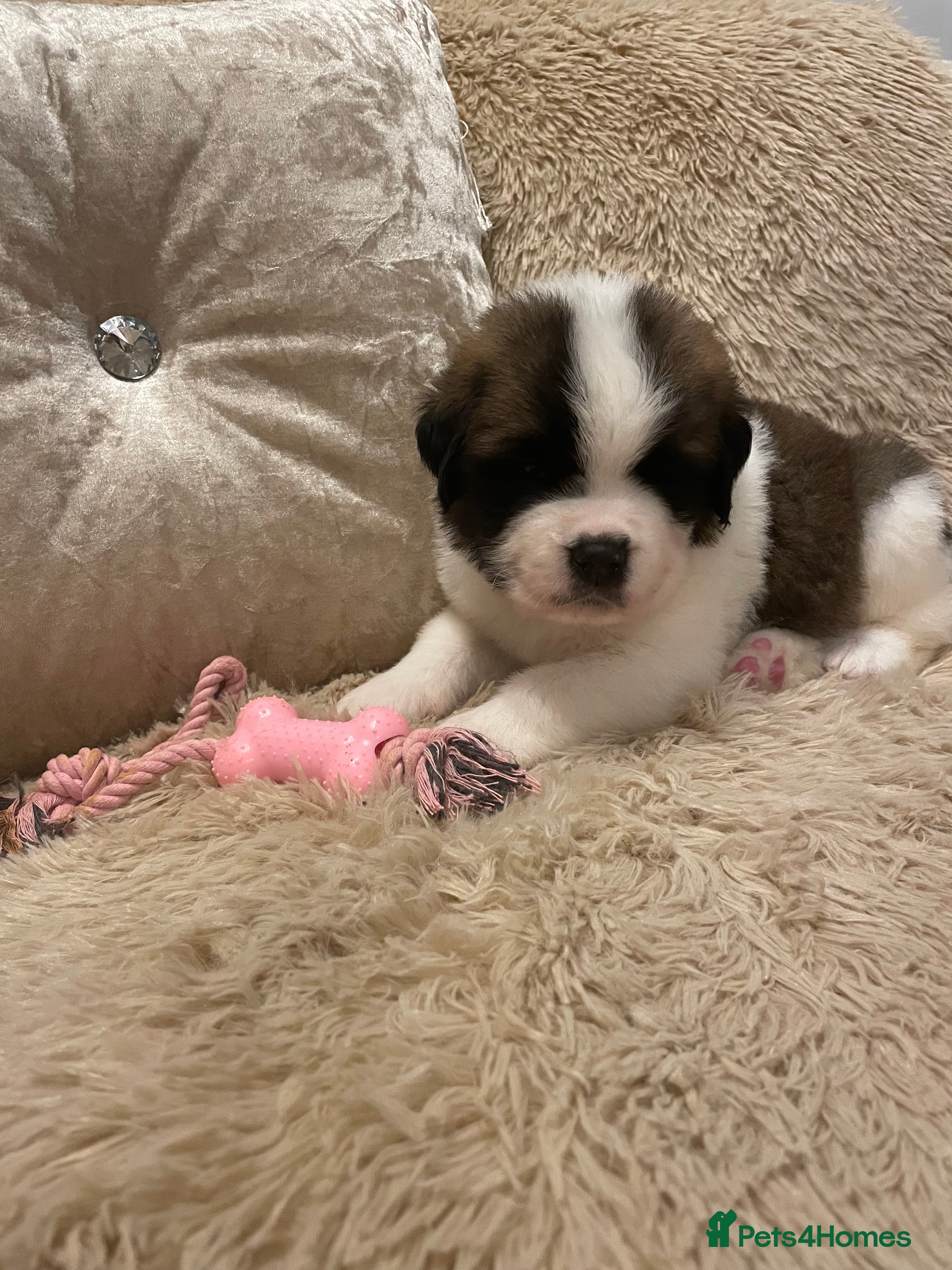 Saint Bernard dogs Outstanding KC Saint Bernard Puppies - Advert 10