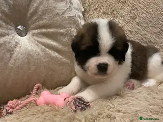 Saint Bernard dogs Outstanding KC Saint Bernard Puppies - Advert 10
