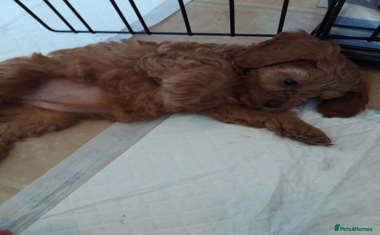 Cavapoo dogs - Advert 2