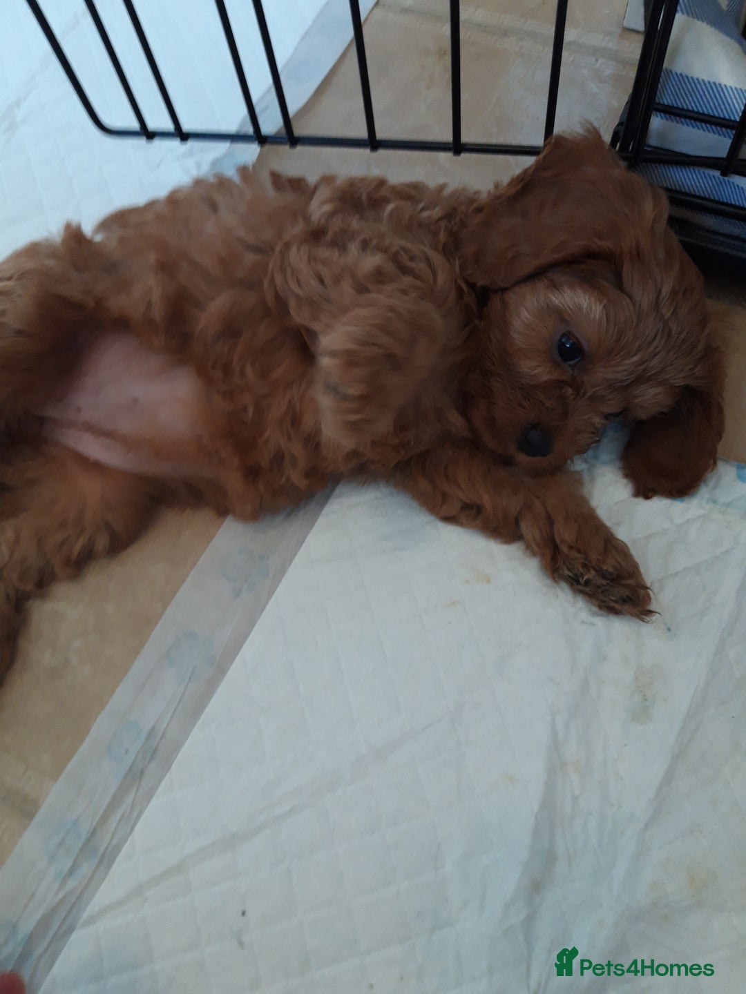 Cavapoo dogs for sale: Red cavapoo babies, both parent DNA tested - Image 1